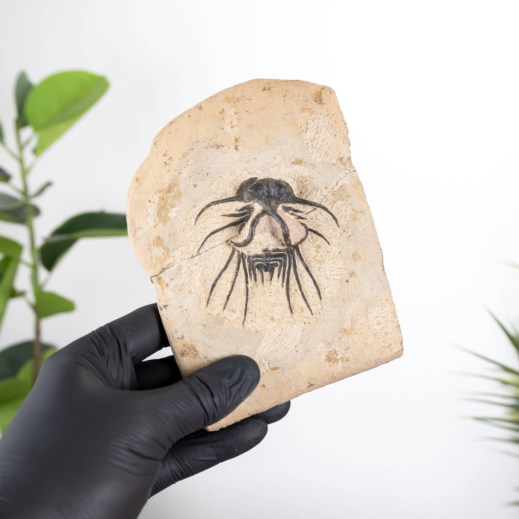 Minibeast B Grade Dicranurus Trilobite Matrix (Dicranurus sp)