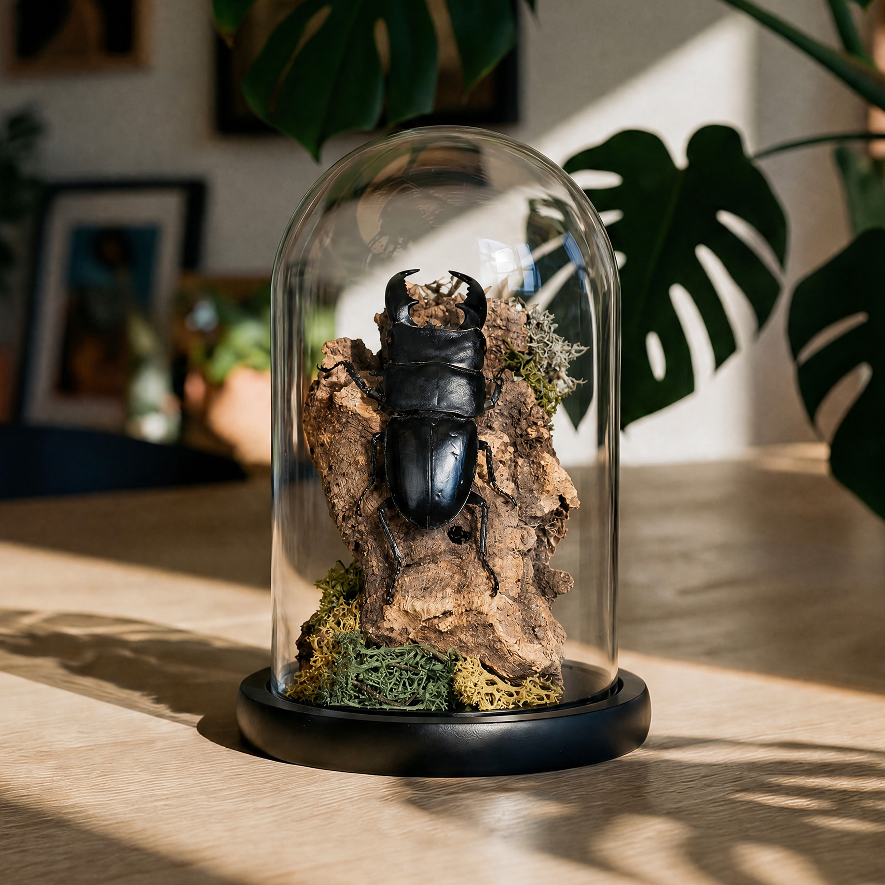 Minibeast Γιγάντιος Σκαθάρι Ελάφου Still Life Σε Γυάλινο Θόλο (Dorcus titanus)
