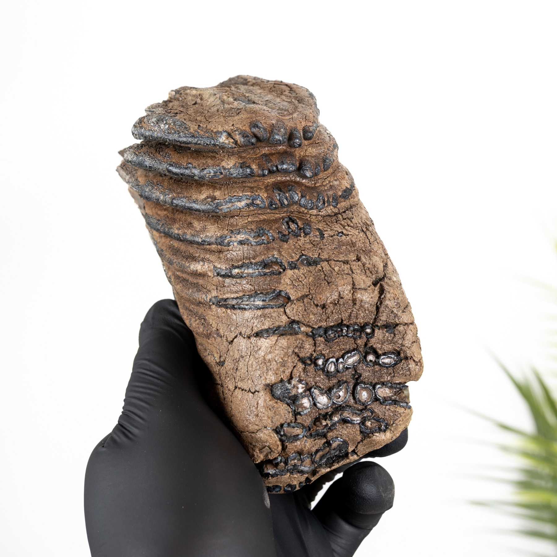 Minibeast 5.46 inch Partial Woolly Mammoth Tooth (Mammuthus sp)