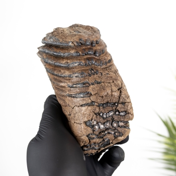 5.46 inch Partial Woolly Mammoth Tooth (Mammuthus sp)