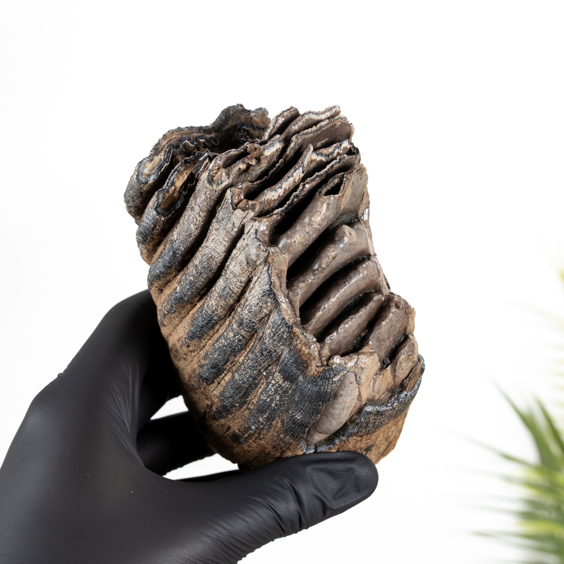 Minibeast 5.46 inch Partial Woolly Mammoth Tooth (Mammuthus sp)