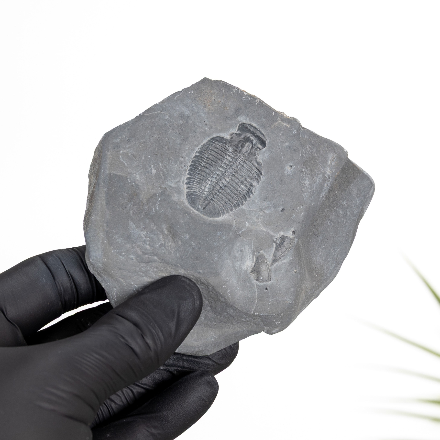 Minibeast Elrathia Trilobite Fossil (Elrathia sp)