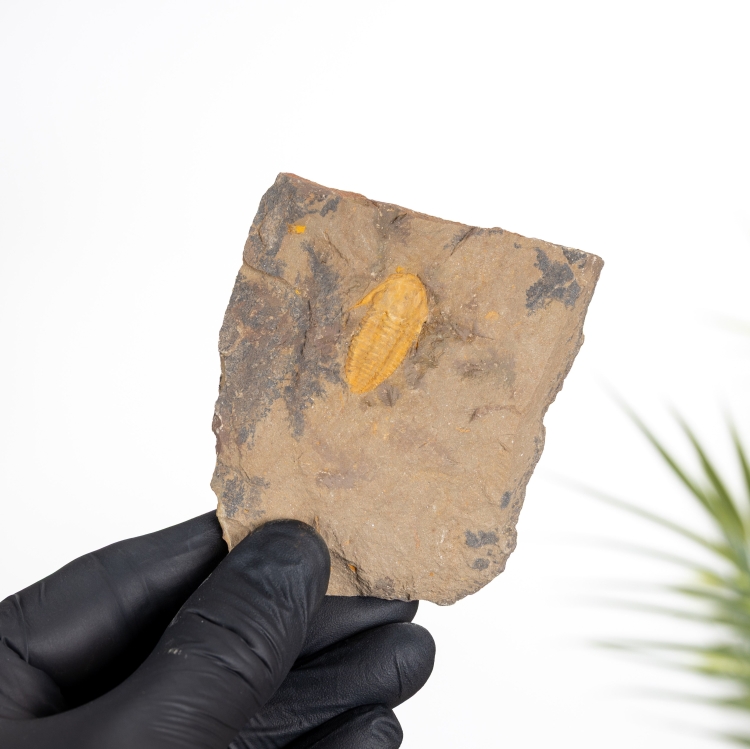 Cambrian Trilobite Fossil (Redlichiida sp)