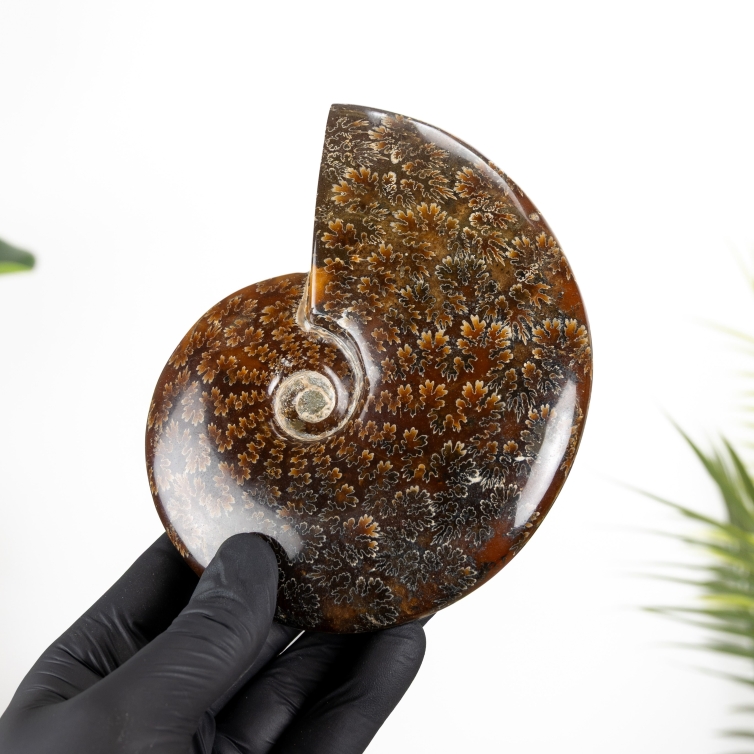 5.5 Inch Whole Polished Ammonite Fossil Stand (Phylloceras sp)