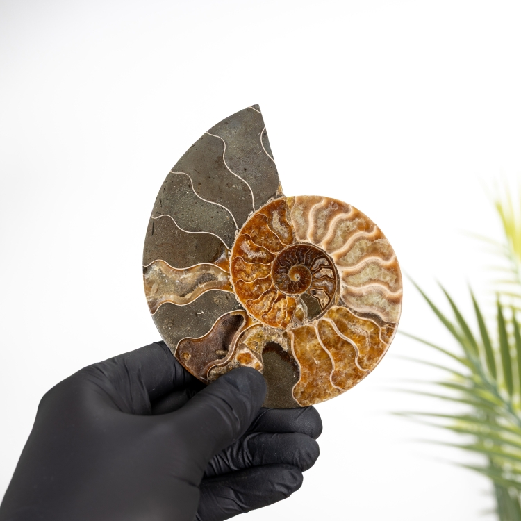 4.5 Inch Cut &amp; Polished Ammonite Fossil (Cleoniceras sp)