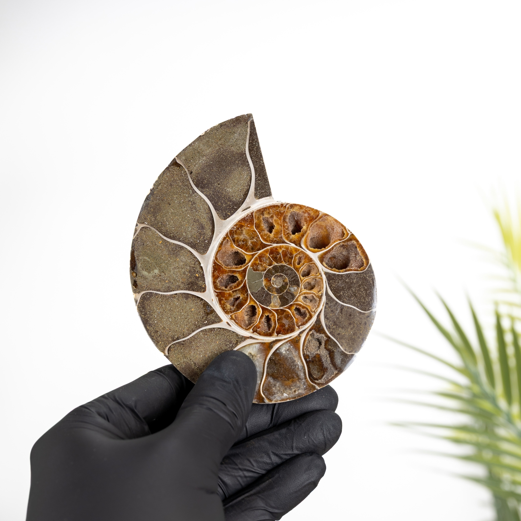 Minibeast 4.5 Inch Cut & Polished Ammonite Fossil (Cleoniceras sp)