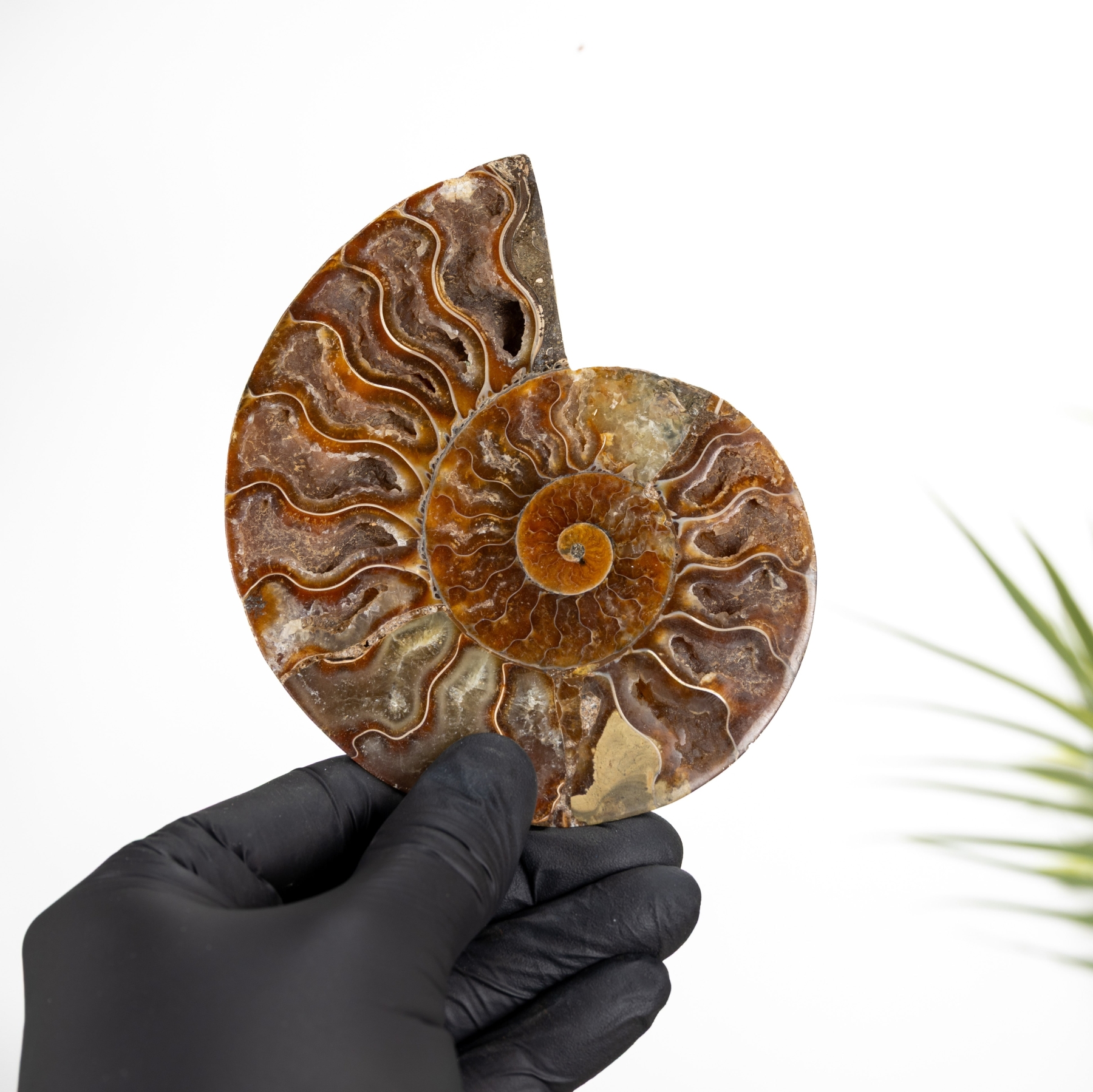 Minibeast 4.5 Inch Cut & Polished Ammonite Fossil (Cleoniceras sp)