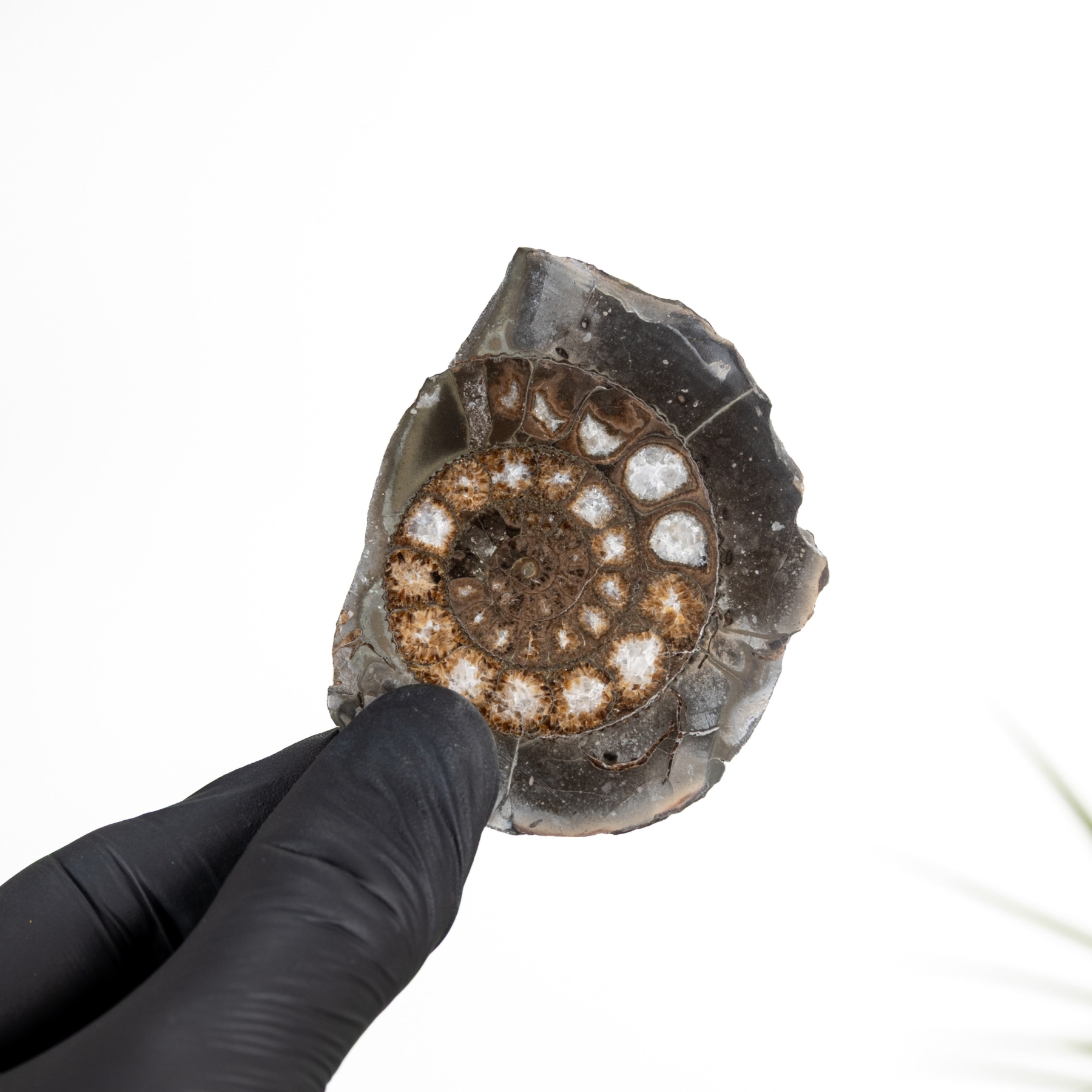 Minibeast Dactylioceras Ammonite Fossil Cut & Polished (Dactylioceras sp)
