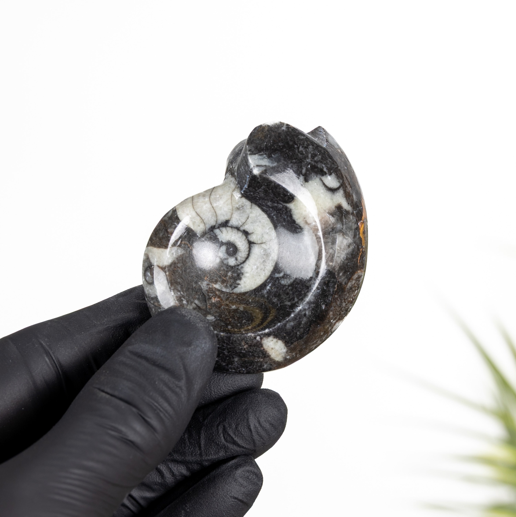Minibeast Goniatite Ammonite (Goniatitida sp)