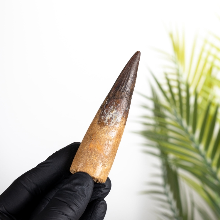 XL Spinosaurus Dinosaur Tooth Fossil (Spinosaurus aegyptiacus)