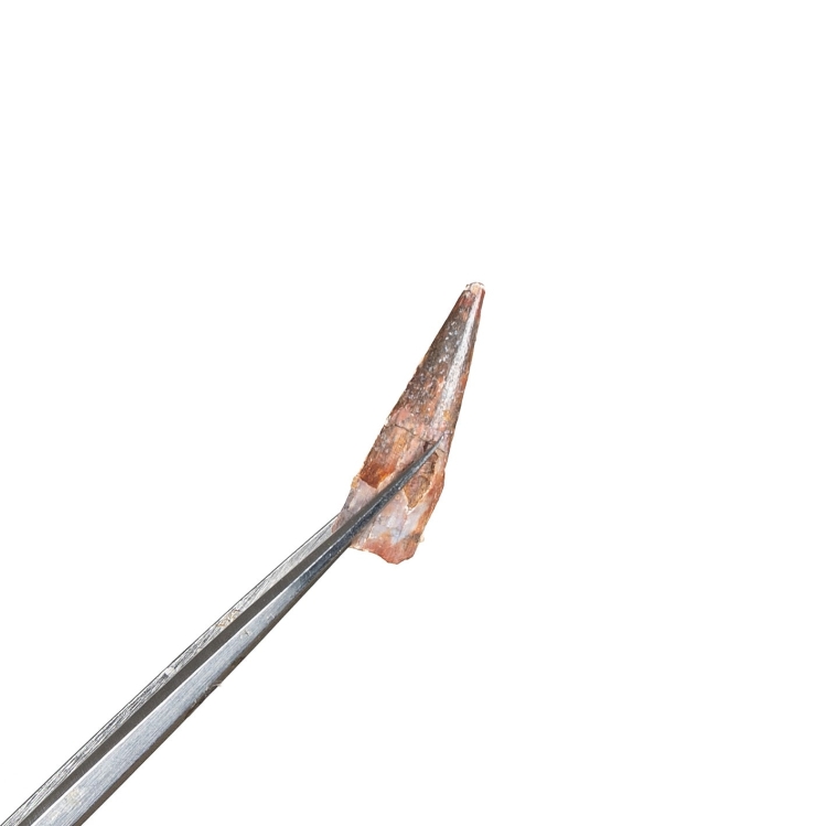 Pterosaur Dinosaur Tooth Fossil (Coloborhynchus moroccensis)