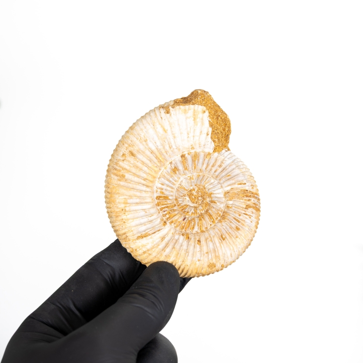 White Spine Whole Ammonite Fossil (Cleoniceras sp)