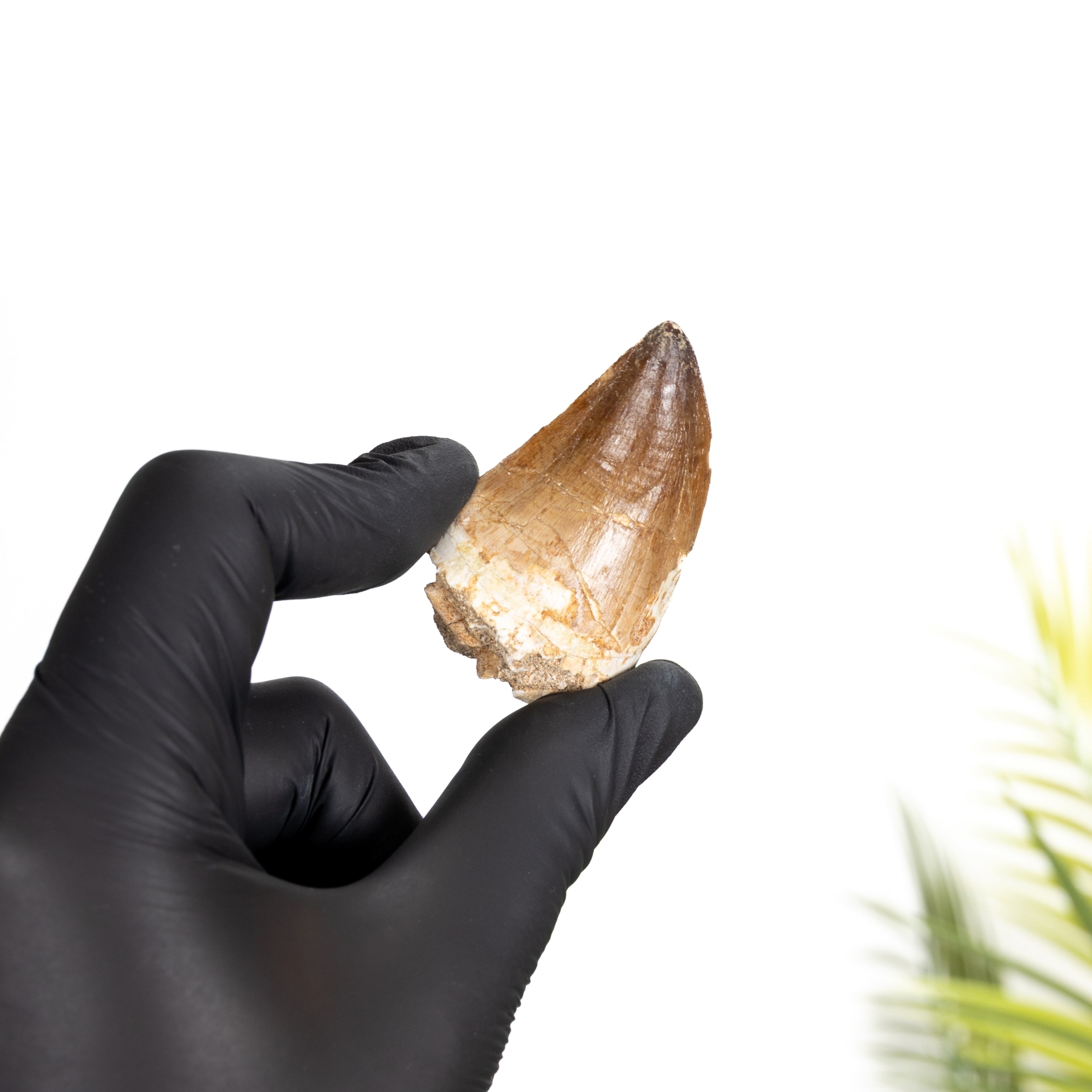 Minibeast Large Mosasaur Dinosaur Tooth Fossil (Mosasauridae sp)