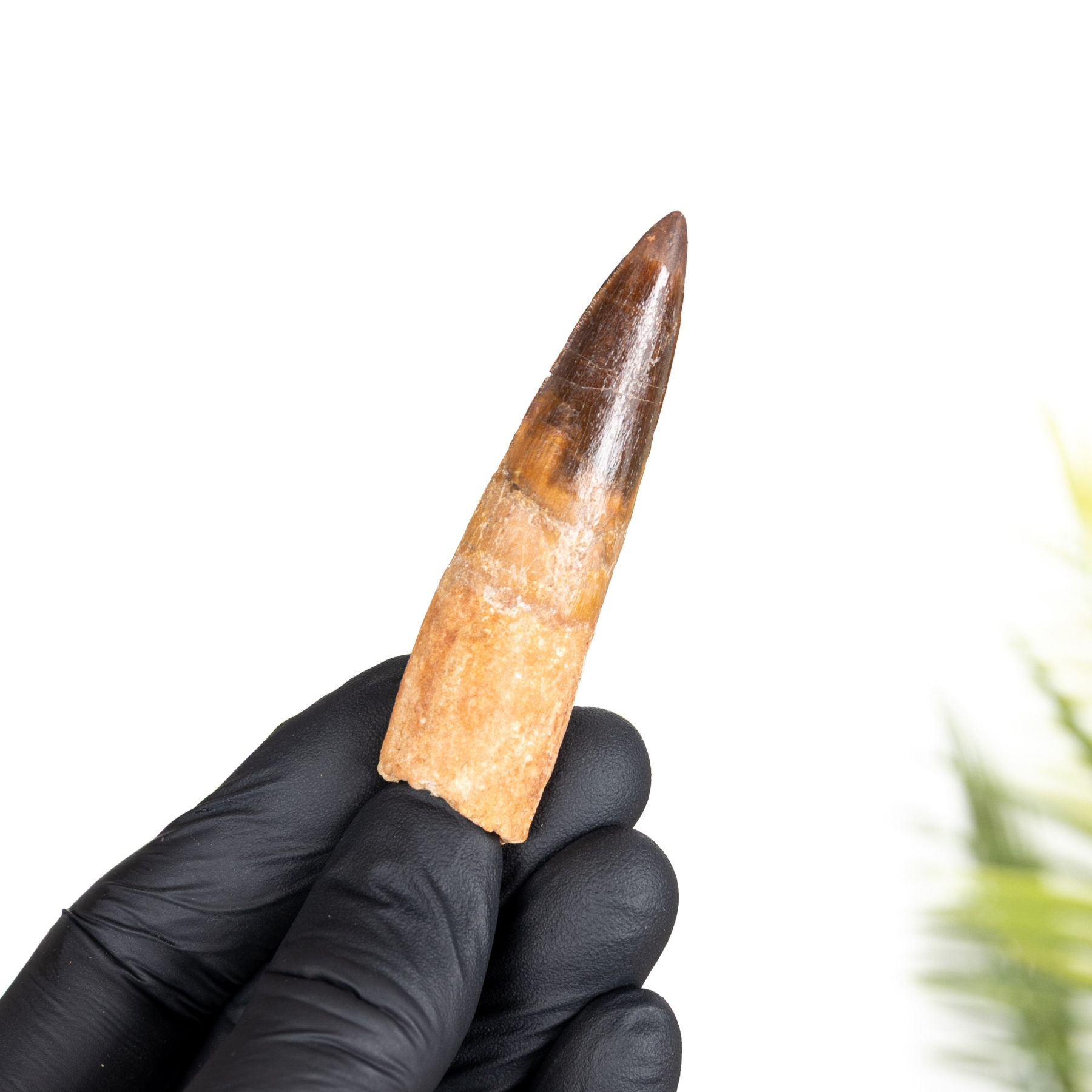 Minibeast Spinosaurus Dinosaur Tooth Fossil (Spinosaurus aegyptiacus)
