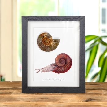 Cut &amp; Polished Ammonite Fossil &amp; Illustration In Box Frame (Cleoniceras sp)