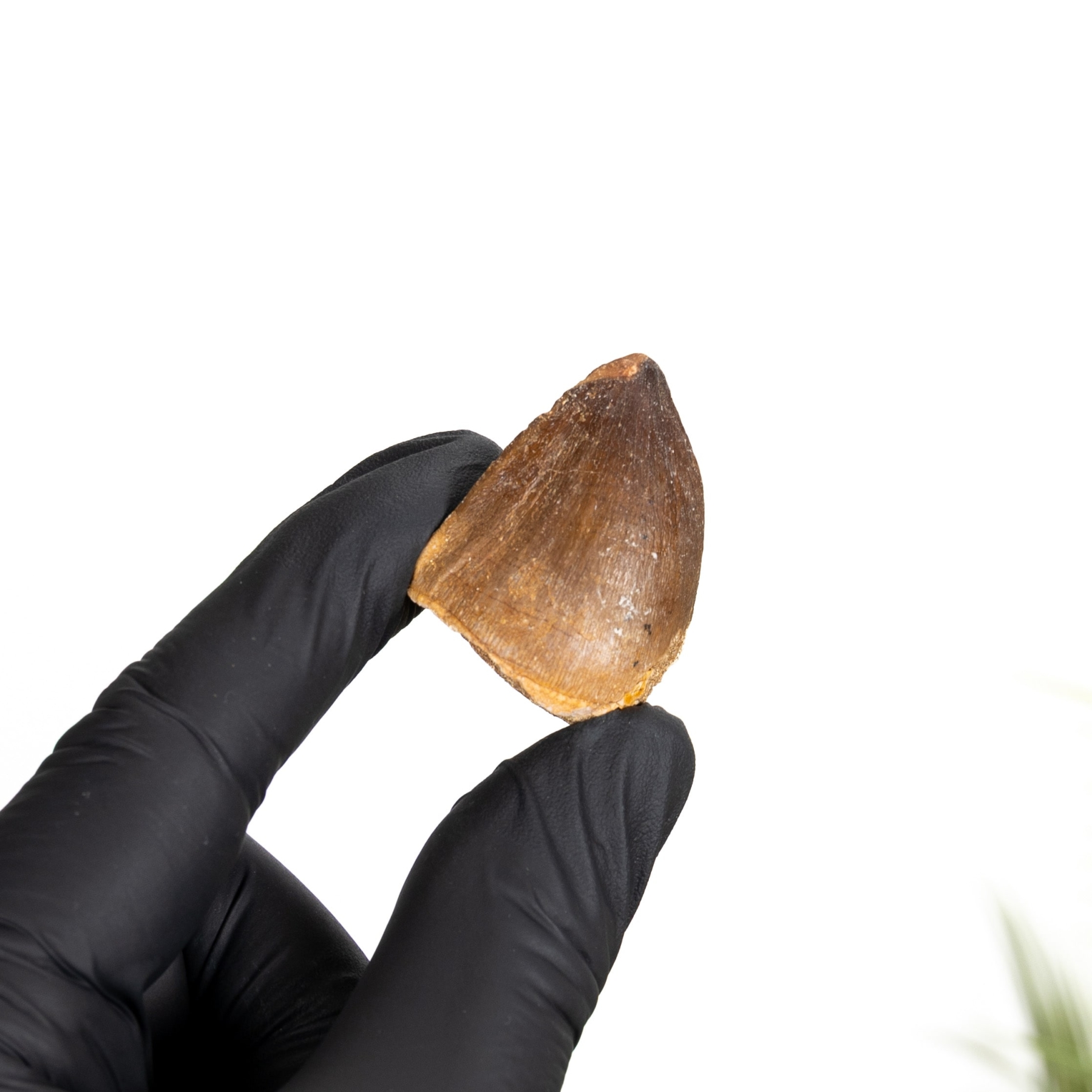 Minibeast Mosasaur Dinosaur Tooth Fossil (Mosasauridae sp)