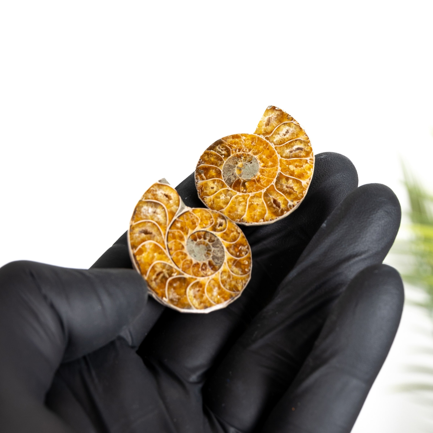 Minibeast Small Ammonite Pair (Cleoniceras sp)