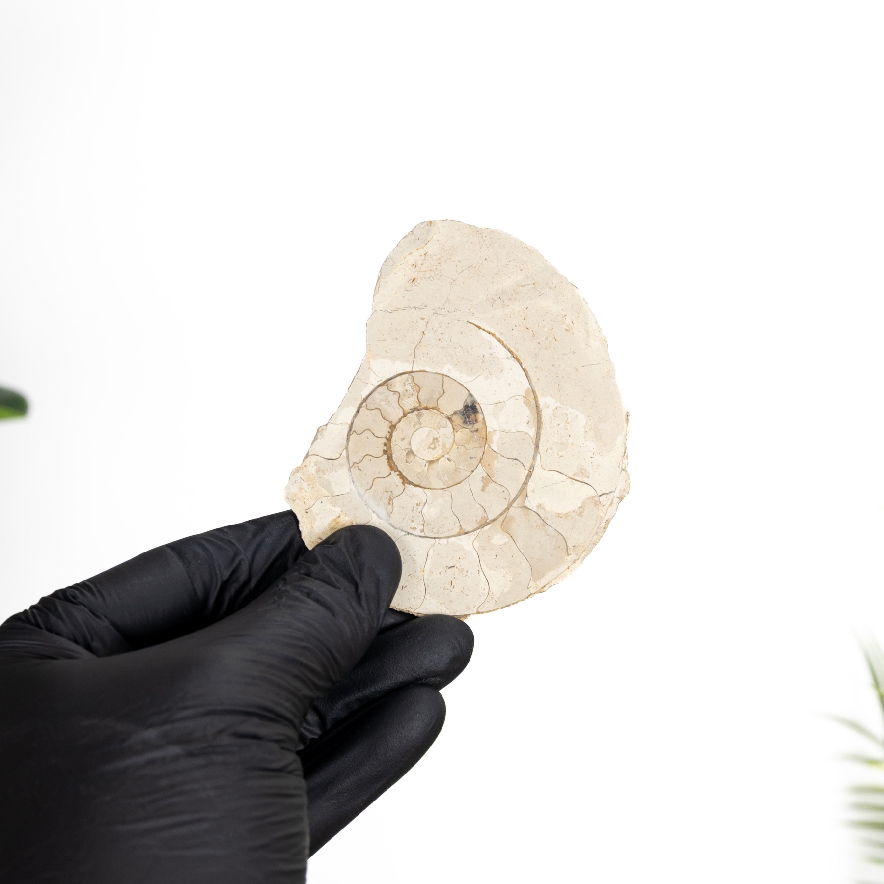 Minibeast Large Limestone Ammonite (Cleoniceras sp)