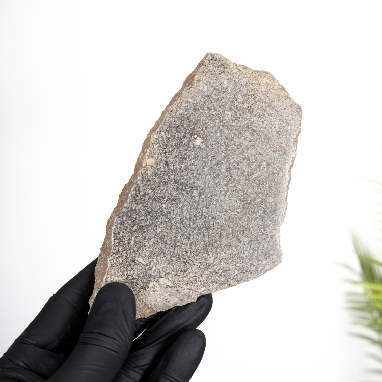 Polished Dinosaur Bone Slice (Theropoda sp)