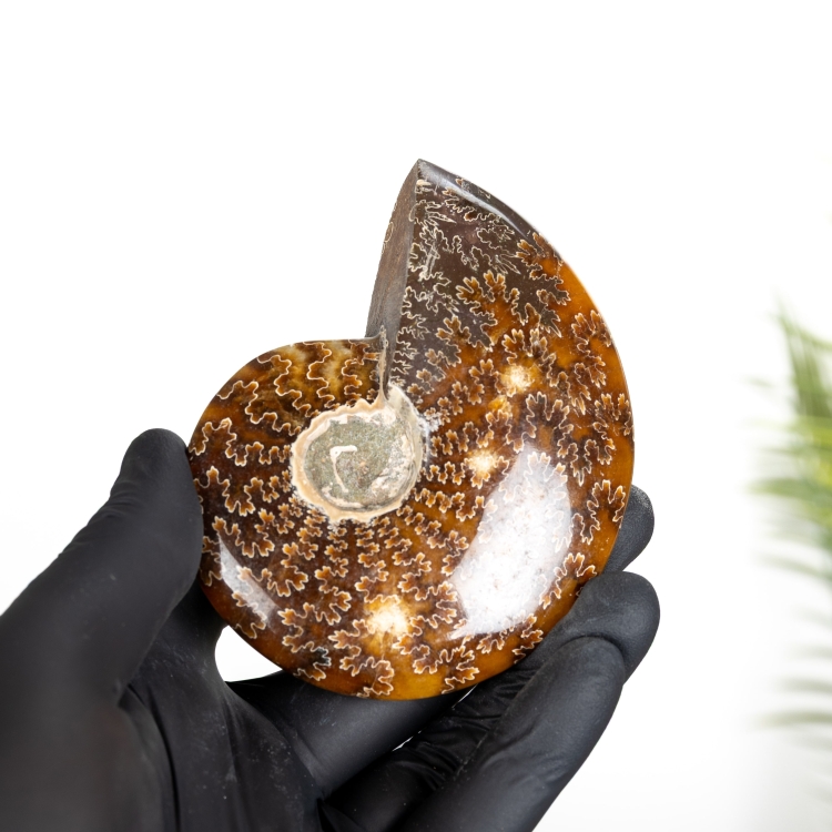 Whole Polished Ammonite Fossil (Phylloceras sp)
