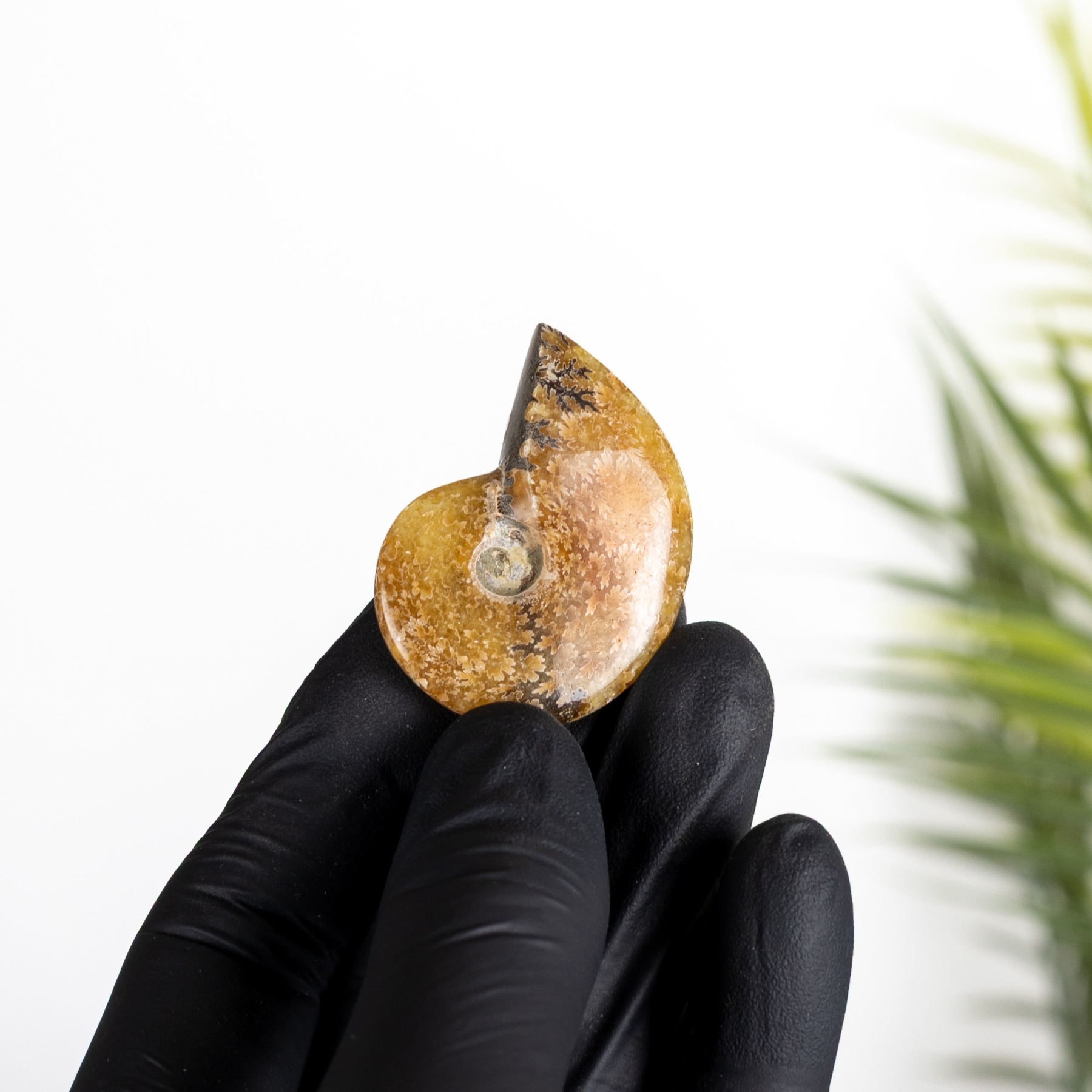 Minibeast Yellow Polished Ammonite Fossil (Cleoniceras sp)
