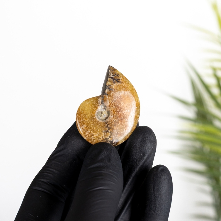 Yellow Polished Ammonite Fossil (Cleoniceras sp)