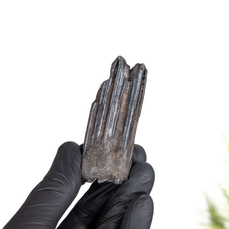 Horse Tooth Fossil (Equus sp)