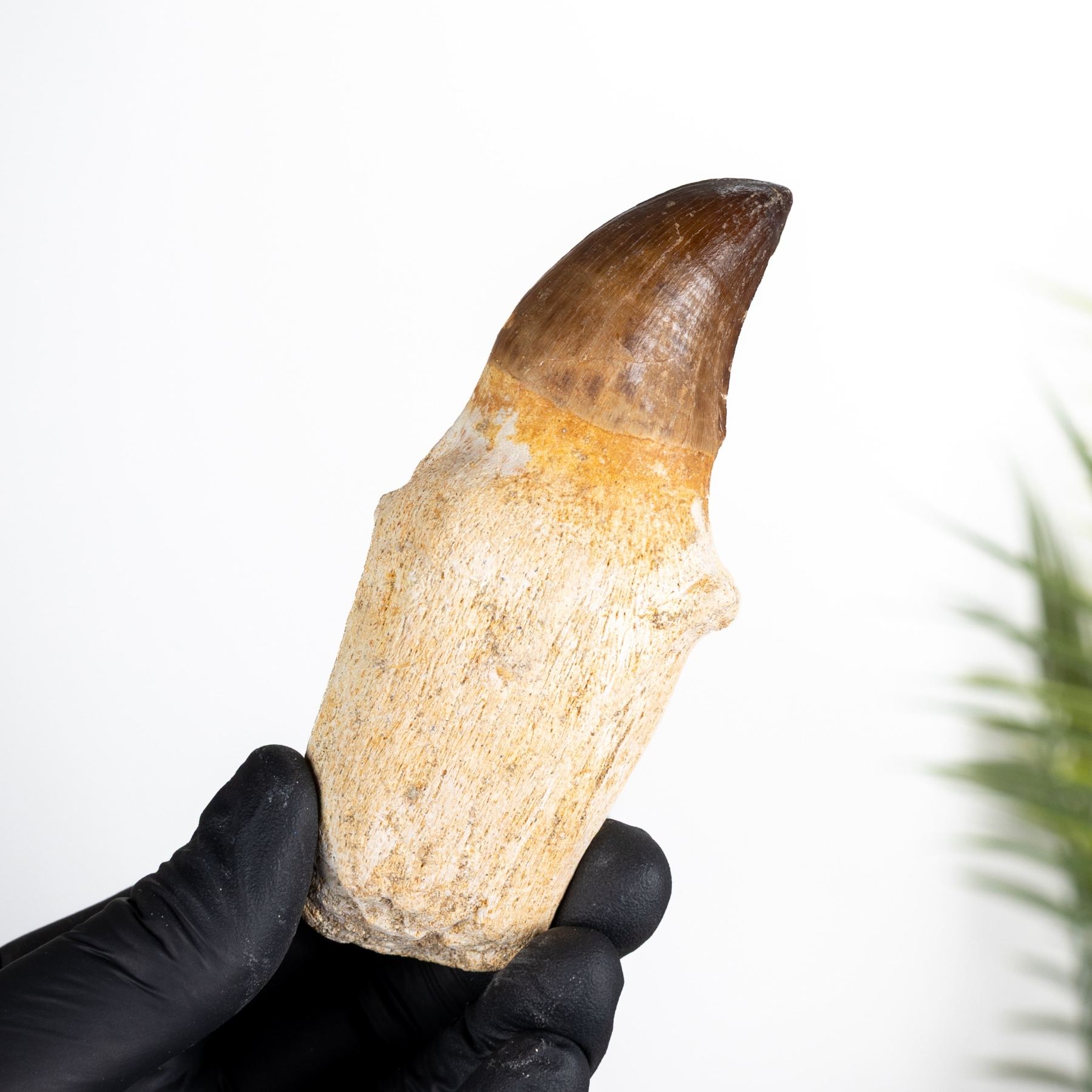 Minibeast XL Original Rooted Mosasaur Tooth (Mosasauridae sp)