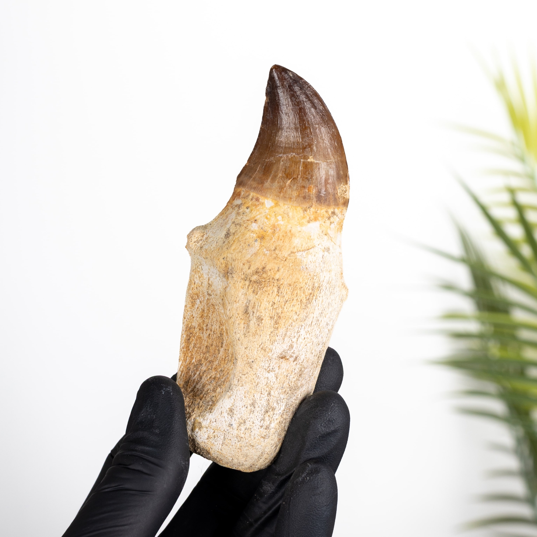 Minibeast XL Original Rooted Mosasaur Tooth (Mosasauridae sp)