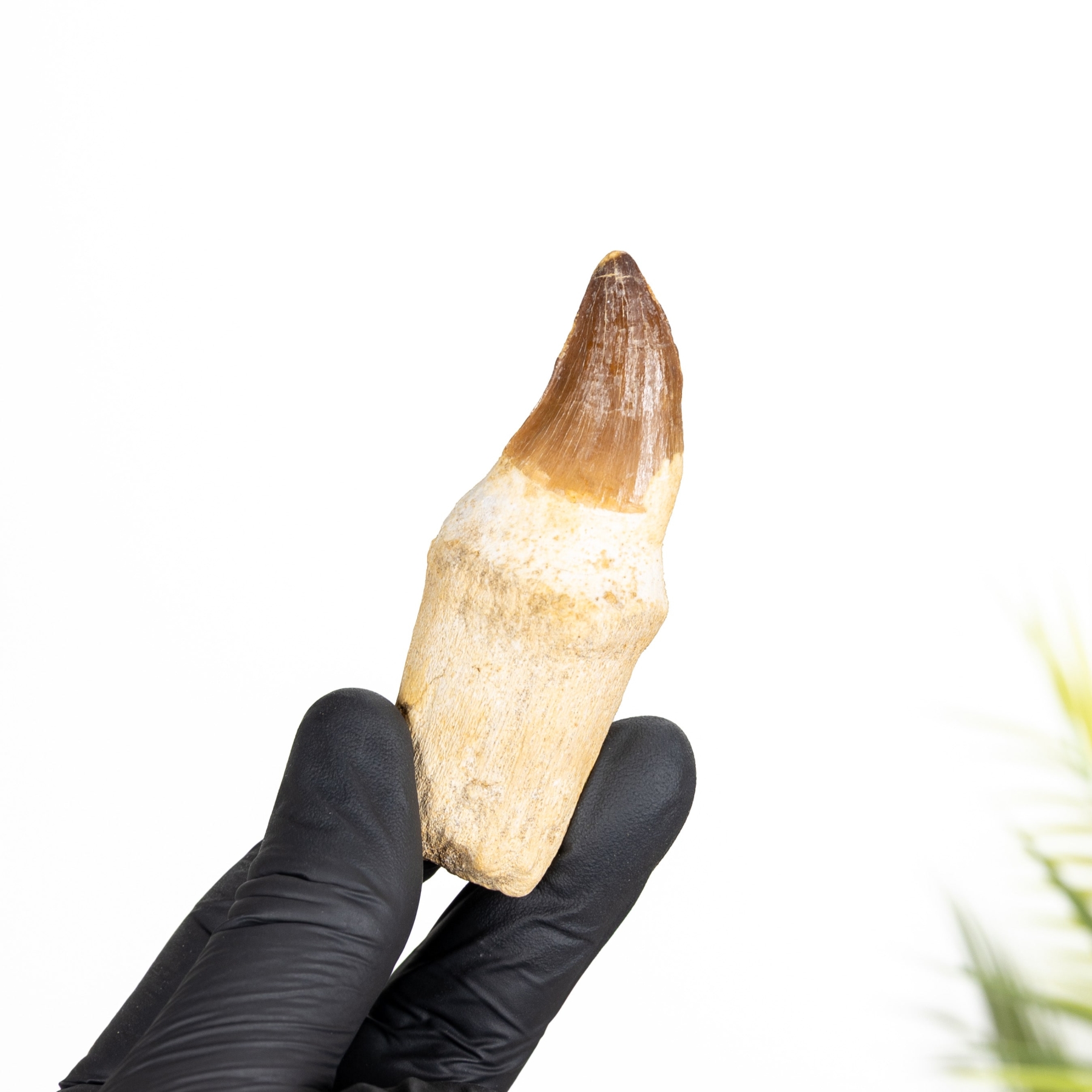 Minibeast Small Mosasaur Tooth On Original Root (Mosasauridae sp)
