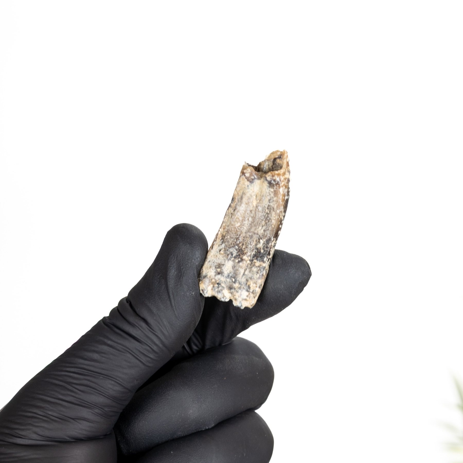 Minibeast White Horse Tooth Fossil (Equus sp)