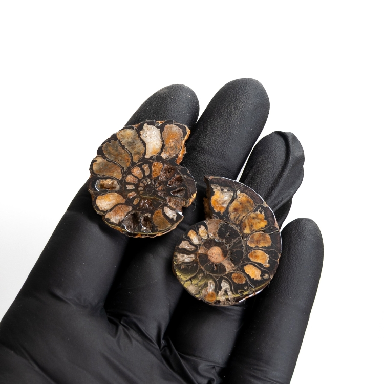 Rare Hematite Ammonite Pair (Cleoniceras sp)