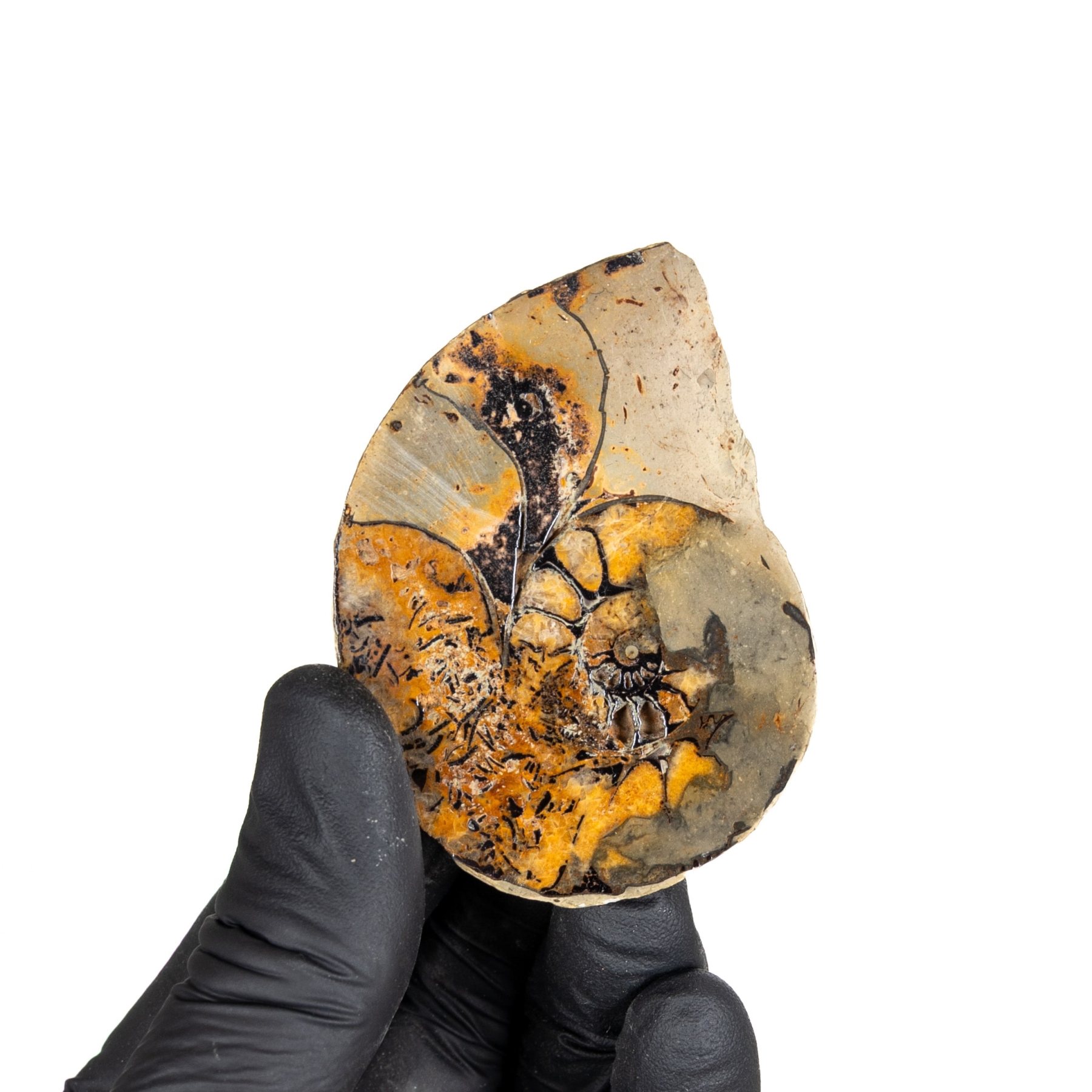 Minibeast Rare Hematite Ammonite (Cleoniceras sp)