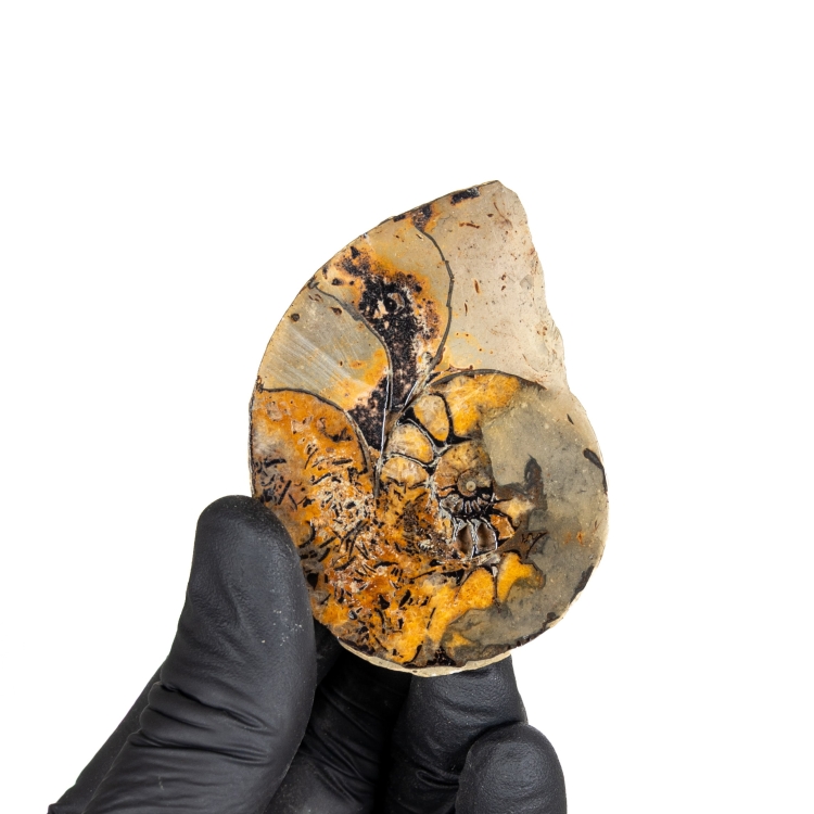 Rare Hematite Ammonite (Cleoniceras sp)