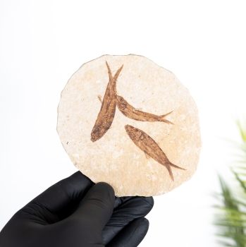 Triple Freshwater Herring Fossil (Knightia sp)