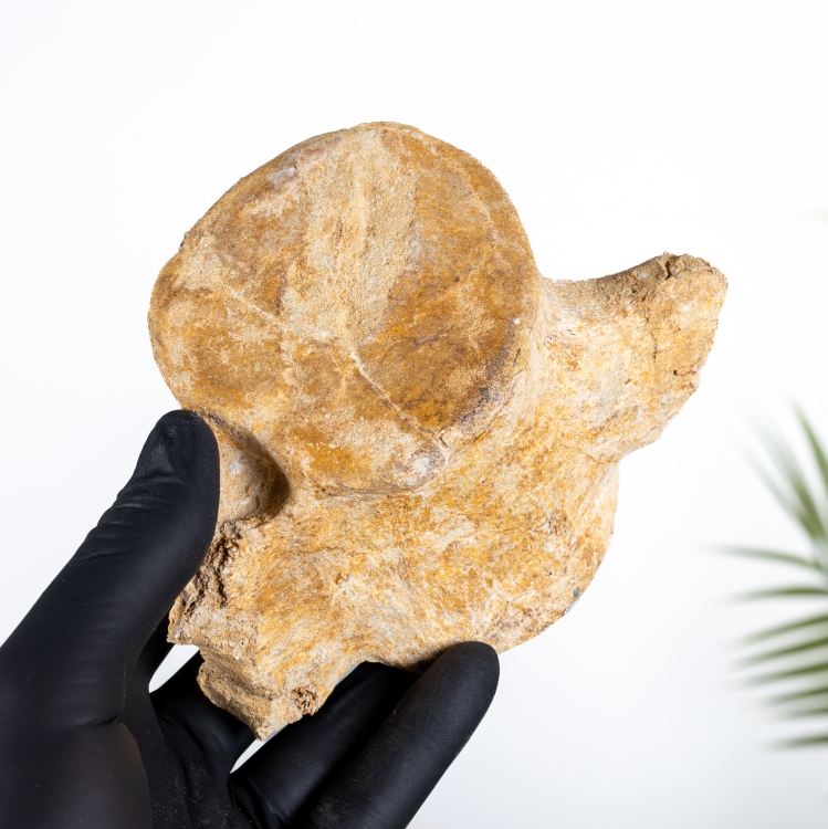 Plesiosaur Vertebra Fossil (Plesiosaurs sp)