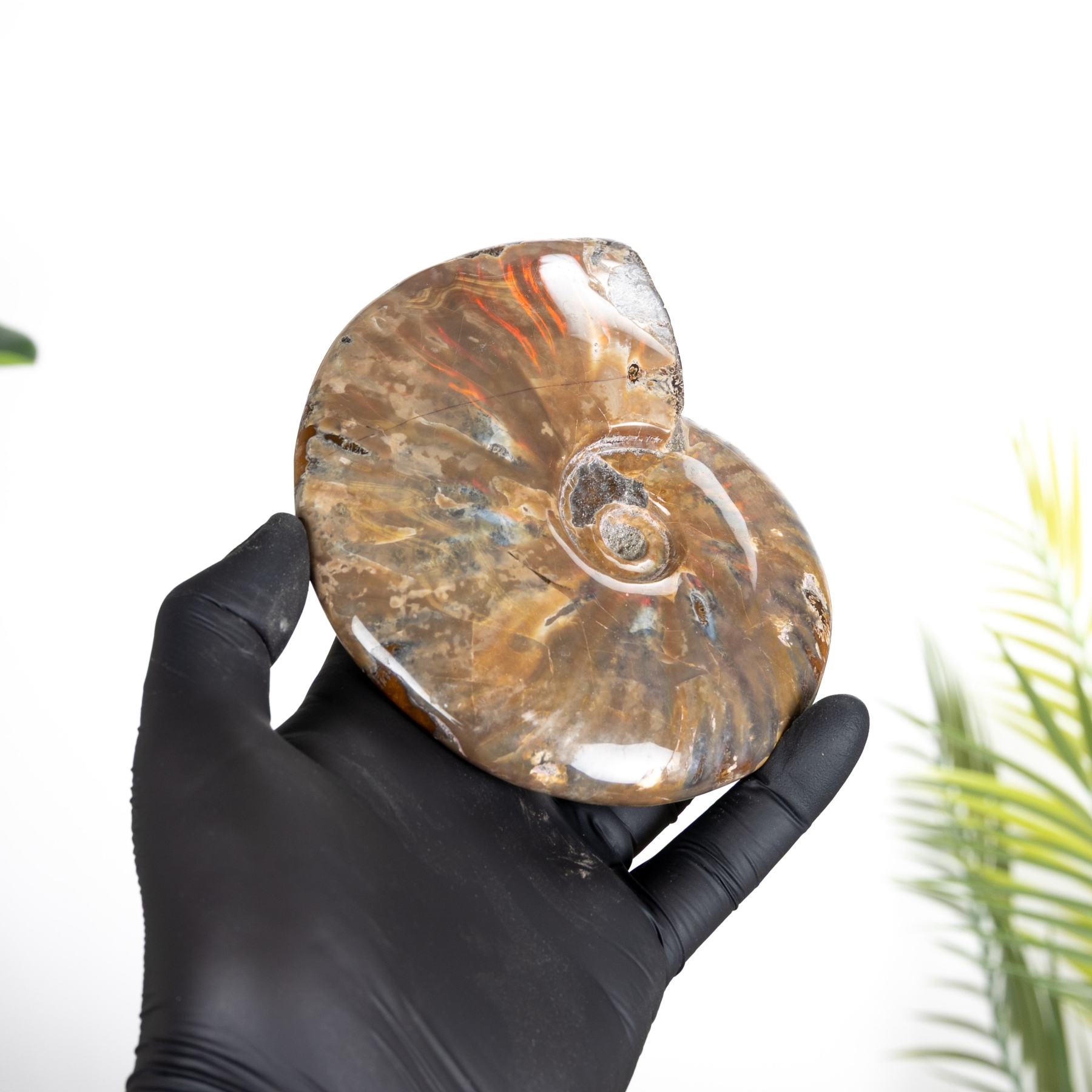 Minibeast Rare Red Flash Ammonite Fossil (Cleoniceras sp)