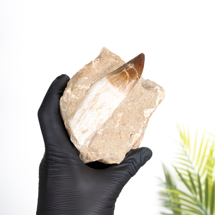 Mosasaur Tooth & Root Fossil with Original Matrix (Mosasauridae sp)