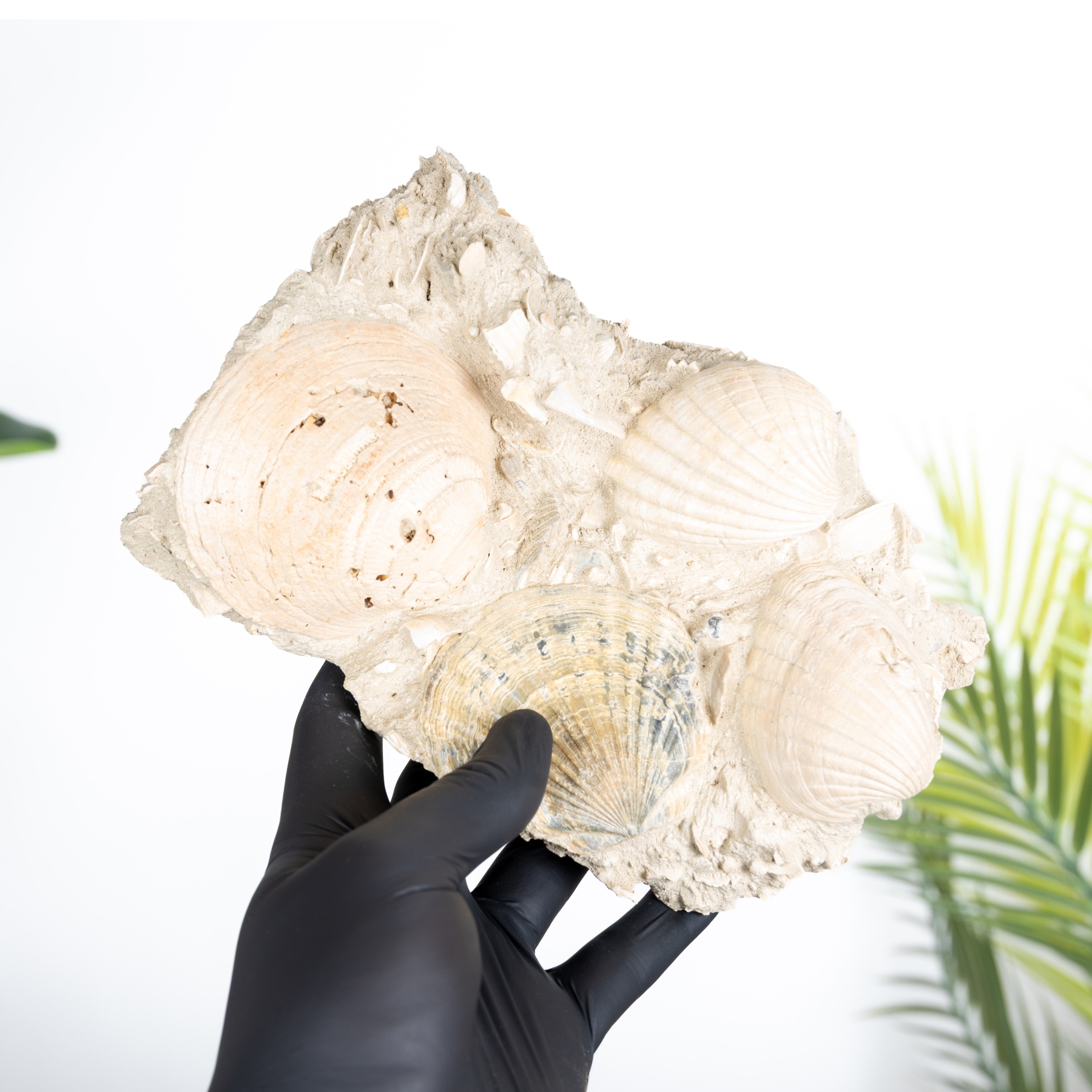 Minibeast Turritella Gastropods (Turritella sp)
