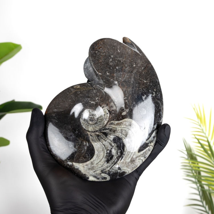 XL 6.5 Inch Goniatite Ammonite Fossil (Goniatite sp)