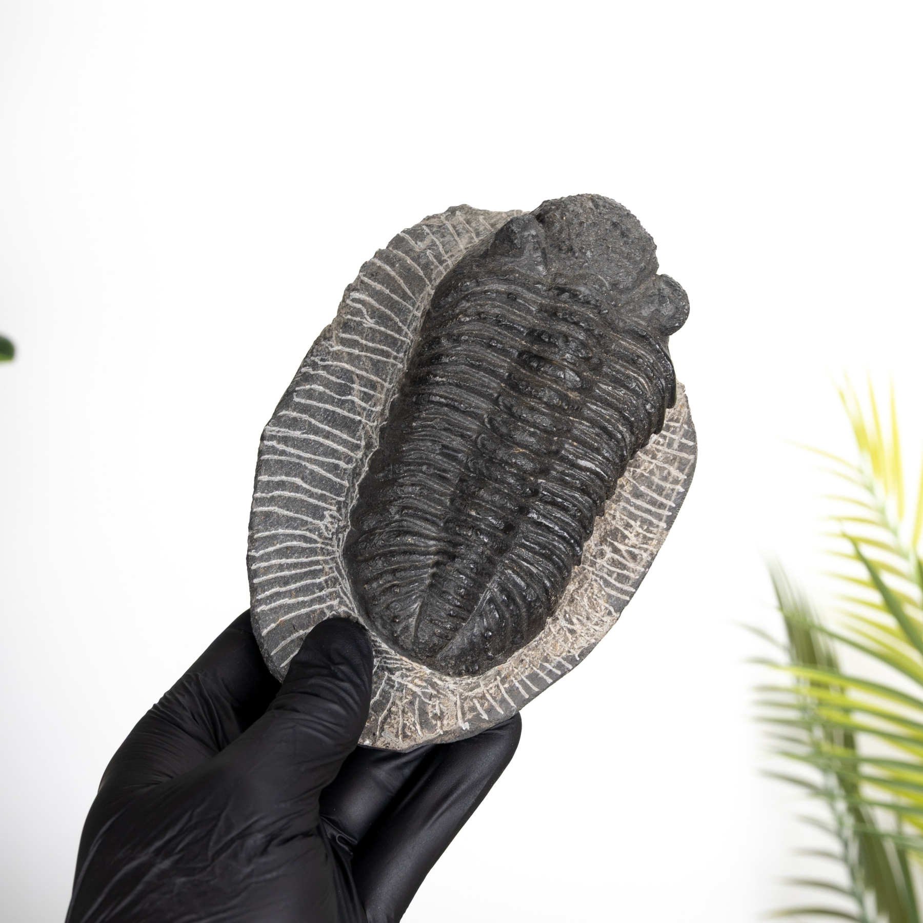 Minibeast Large Phacops Trilobite Fossil (Phacops sp)