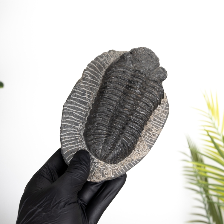 Large Phacops Trilobite Fossil (Phacops sp)