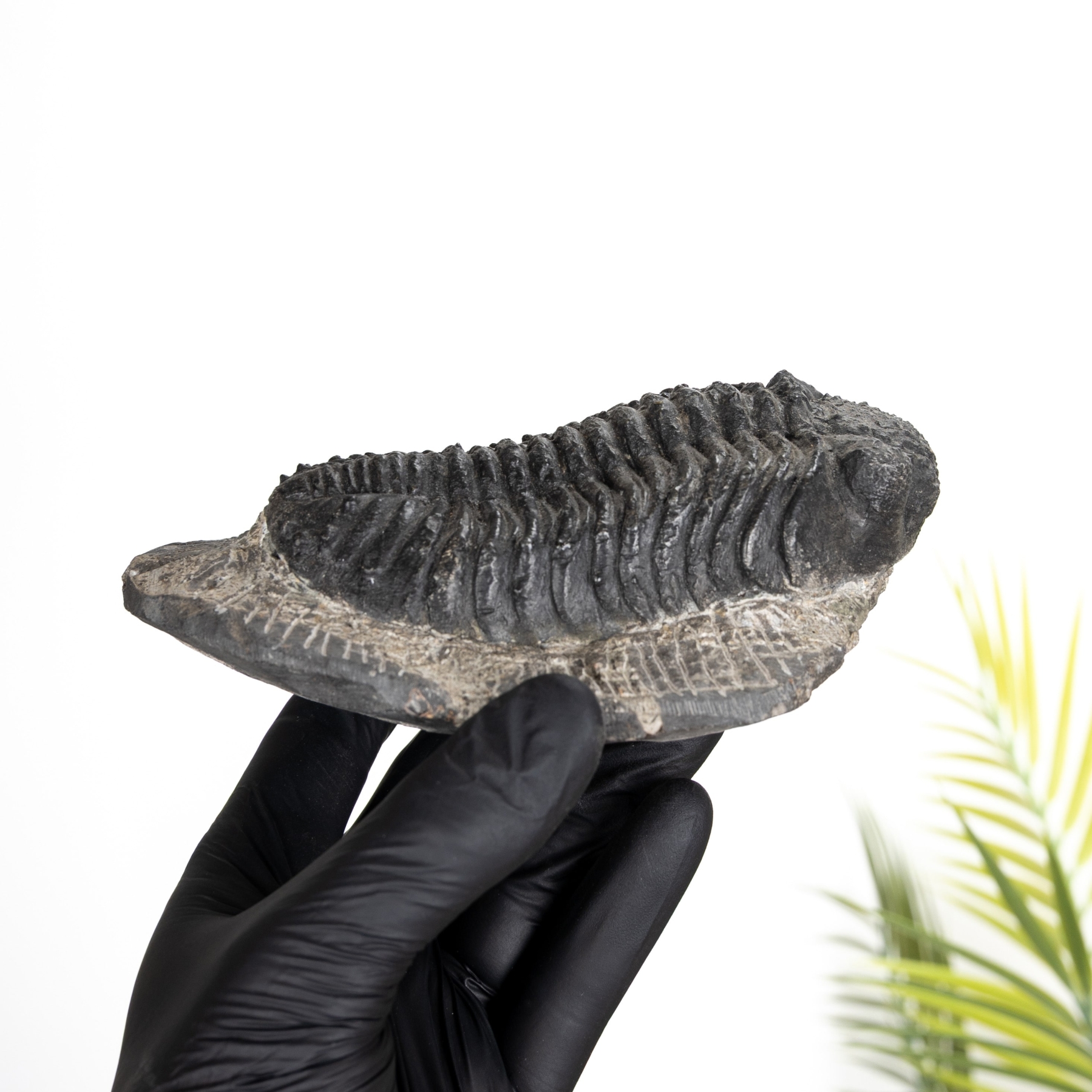 Minibeast Gran Fósil De Trilobite Phacops (Phacops Sp)