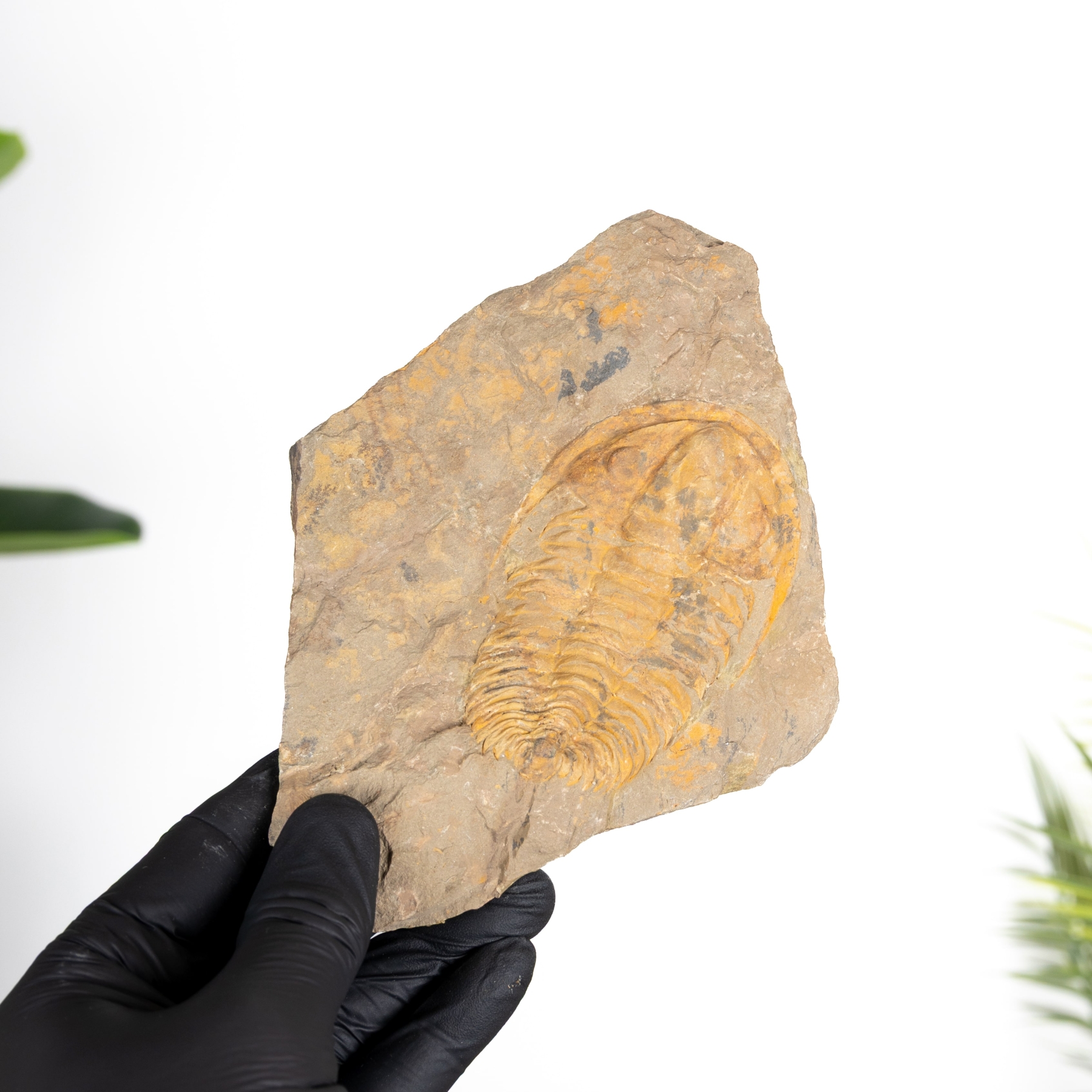 Minibeast Zeldzame Acadoparadoxides levisetti Trilobiet