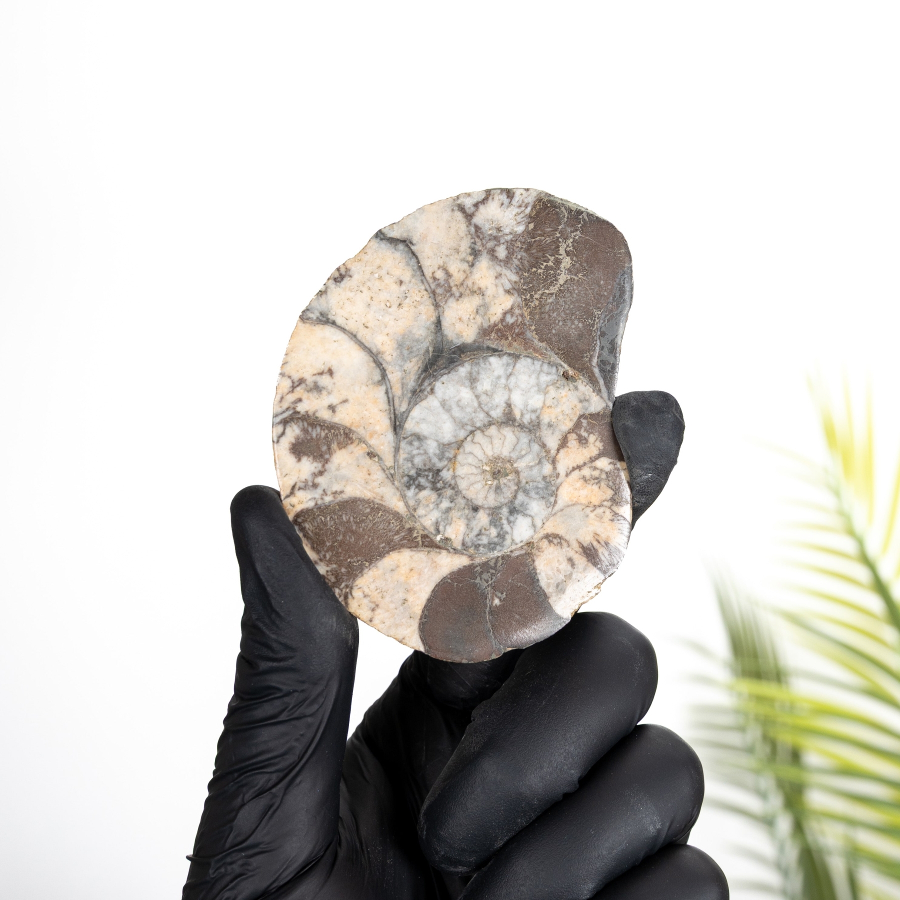 Minibeast Hematite Ammonite Fossil (Cleoniceras sp)