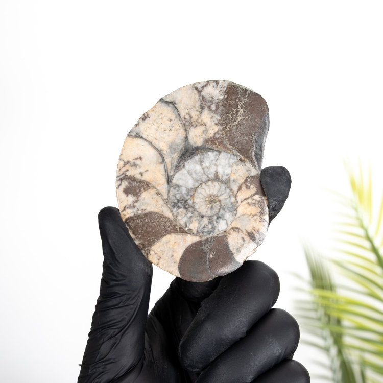 Hematite Ammonite Fossil (Cleoniceras sp)