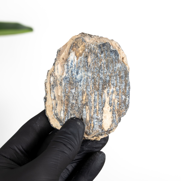 Woolly Mammoth Tooth Fragment Fossil (Mammuthus sp)