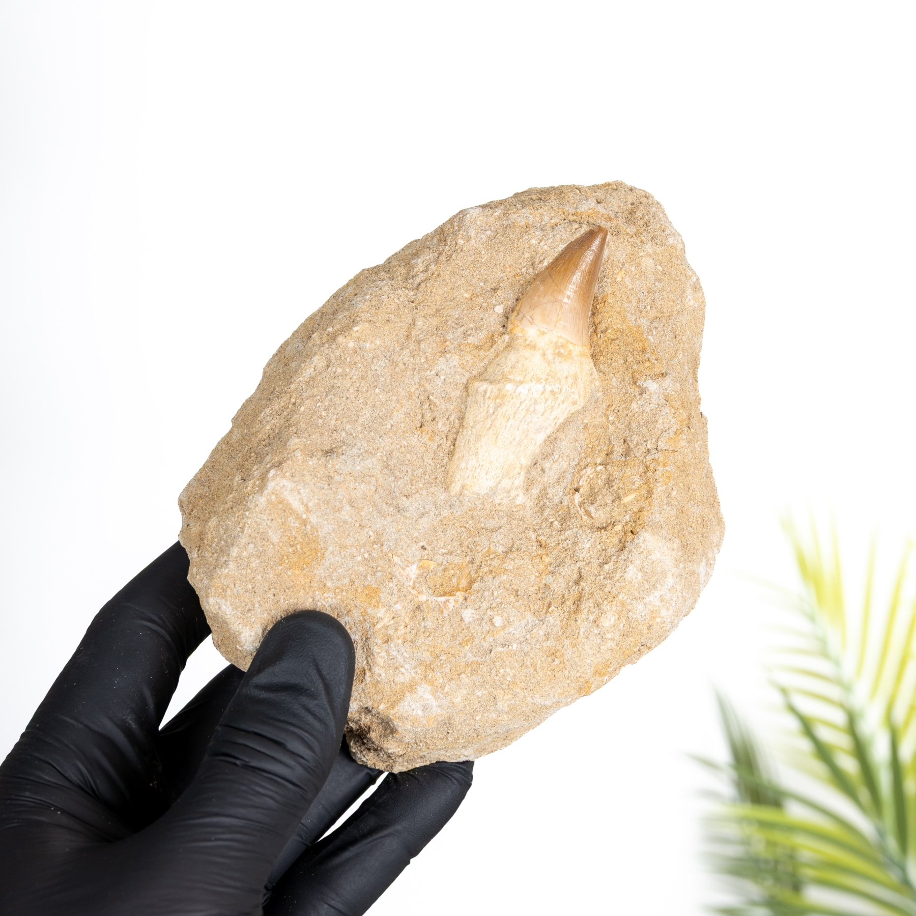 Minibeast Mosasaur Tooth & Root Fossil (Phacops sp)