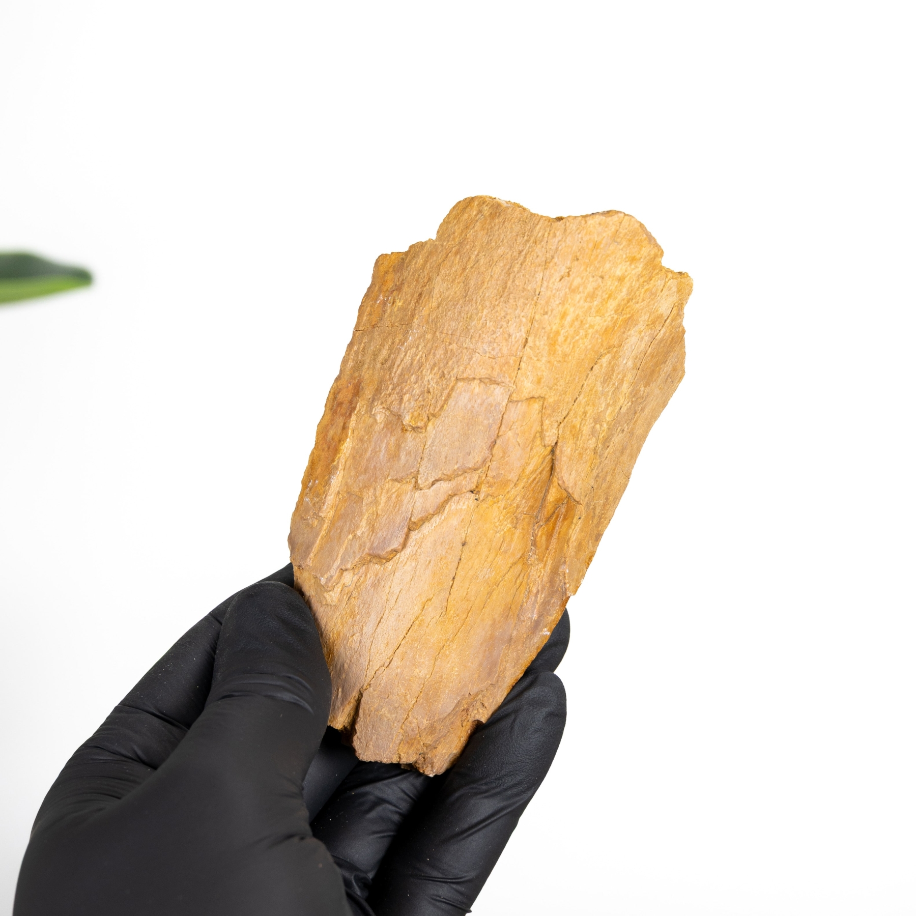 Minibeast Rough Dinosaur Bone Fossil