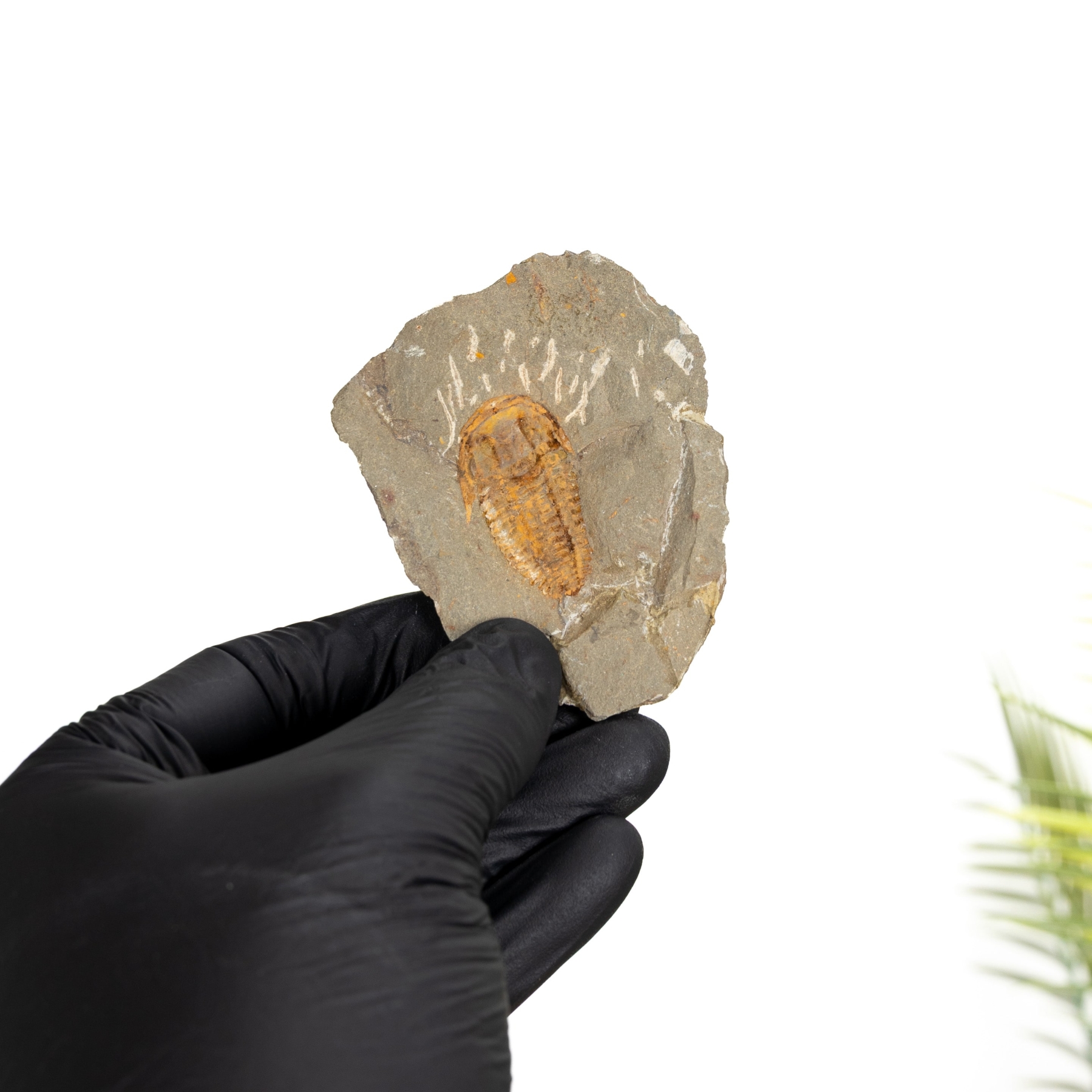 Minibeast Kingaspidoides Trilobite (Kingaspidoides sp)